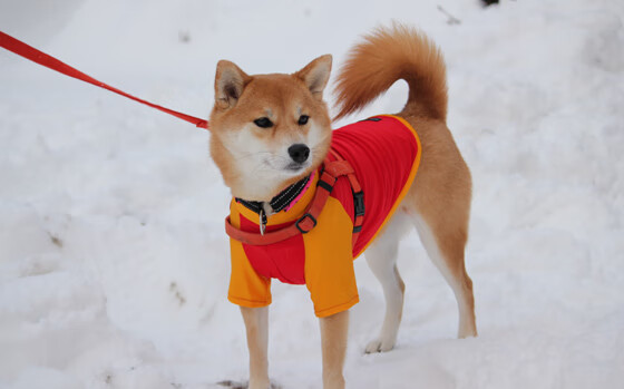 逆转之夜，班凯罗神迹点燃太阳生死战