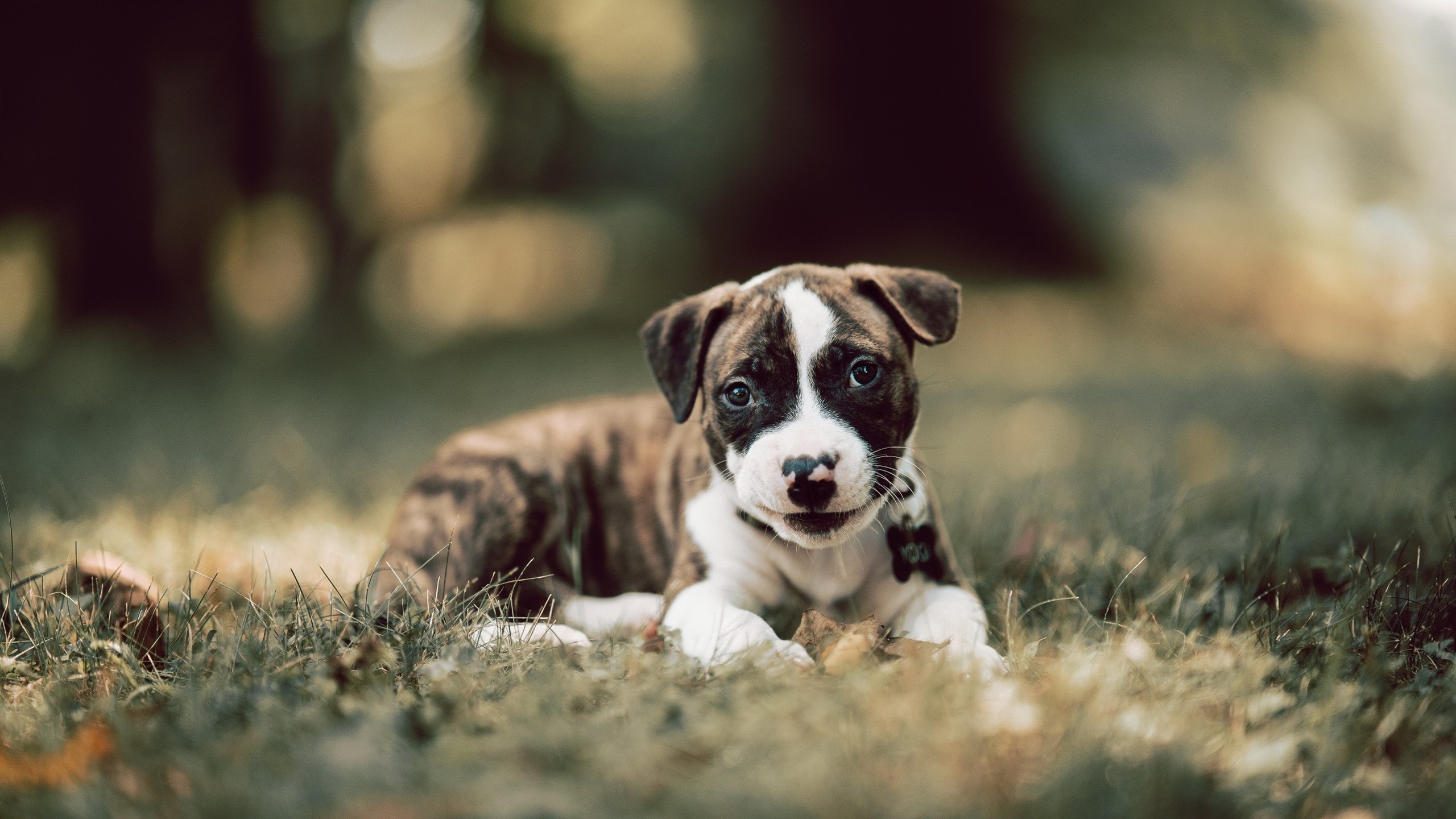 极速与征服，F1街道赛焦点战与勇士压制山西队的竞技交响