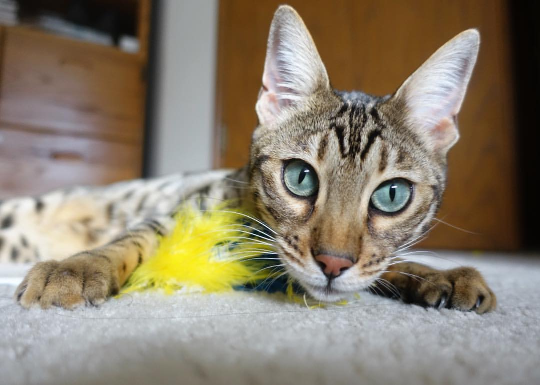 格纳布里，半决赛之夜的统治者