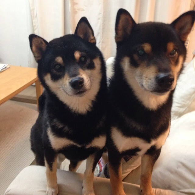 末节封神！布伦森完美发挥引领国王客场带走掘金