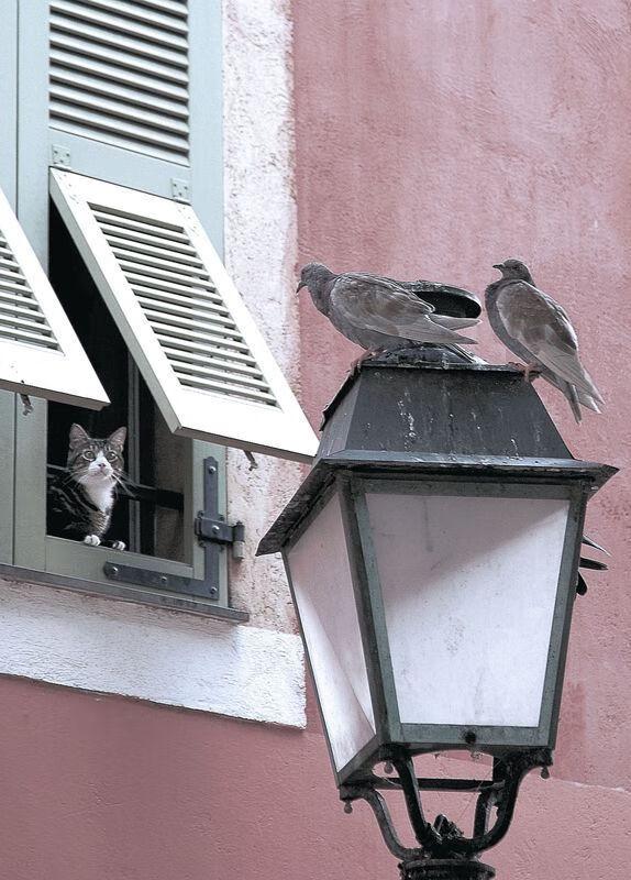 阿什拉夫一锤定音，阿尔及利亚友谊赛险胜塞维利亚