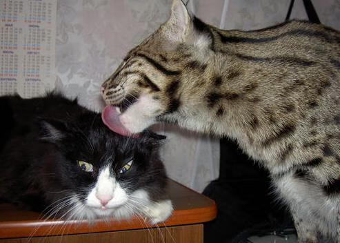 绿茵谍影,当乌克兰的铁血遇上贝蒂斯的华丽,本泽马是那颗打破平衡的棋子