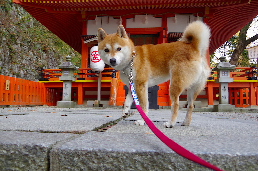 戈贝尔的叹息之墙,当勇士式封锁成为篮球世界的终极法则