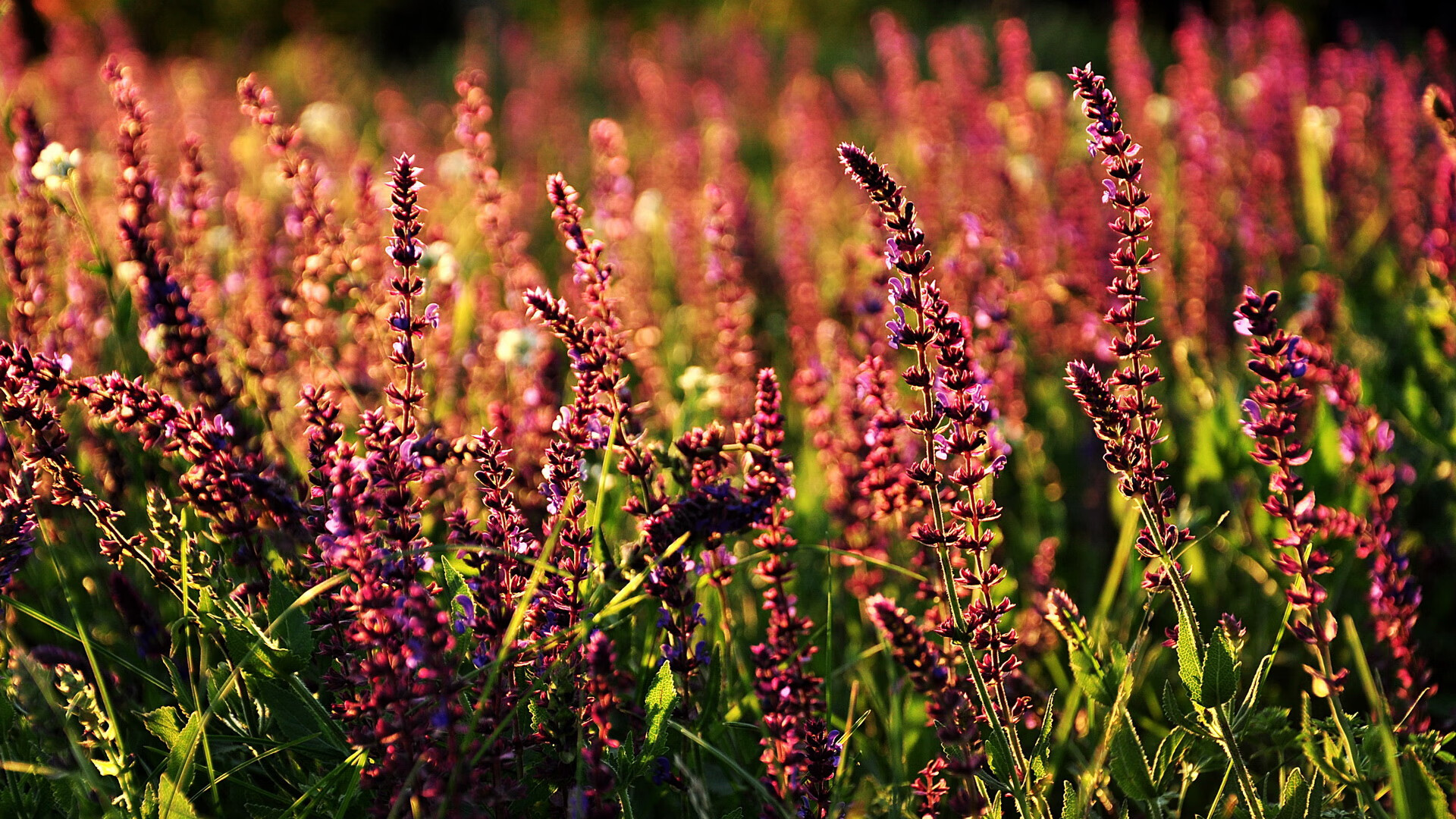 法比尼奥中场统治，日本武士血拼拜仁虽败犹荣