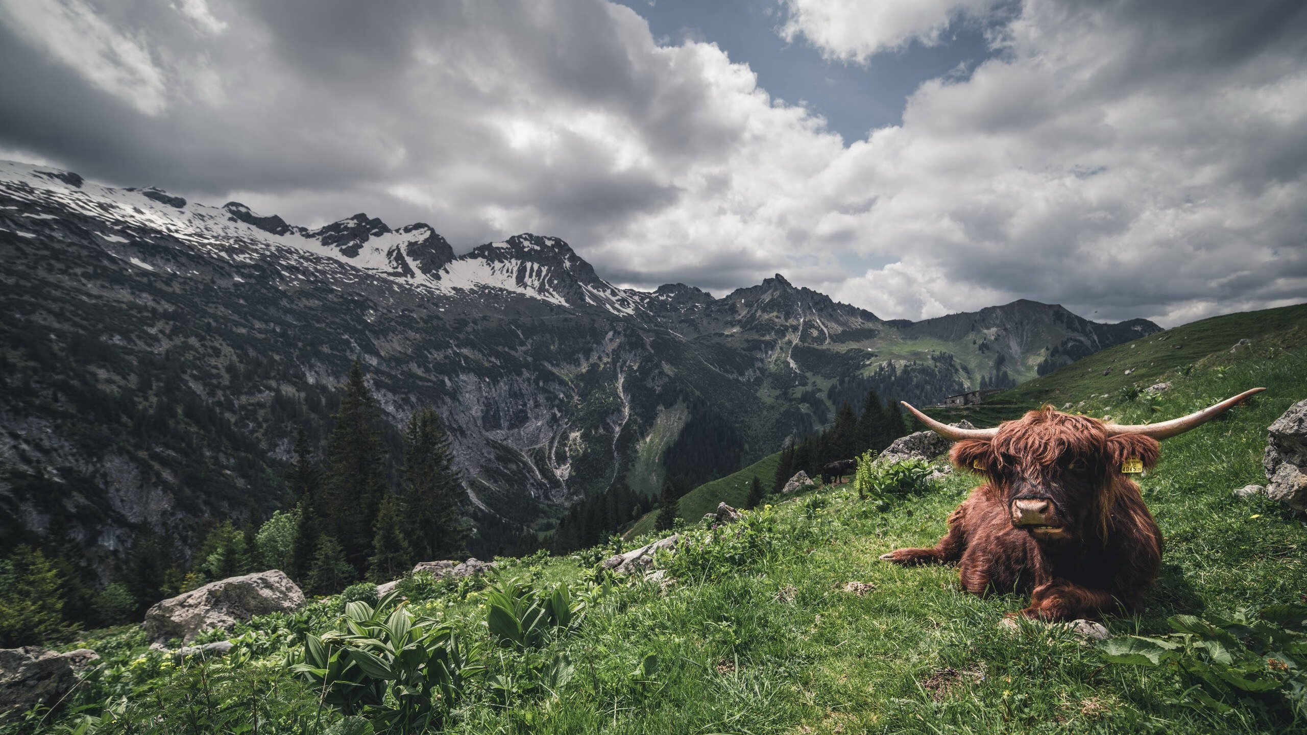 奥地利对阵拜仁，富安健洋那记头球，为何惊艳了四座？