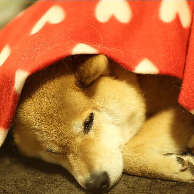 冷门之夜！莱比锡红牛掀翻奥地利霸主，加克波全程高能输出震撼足坛