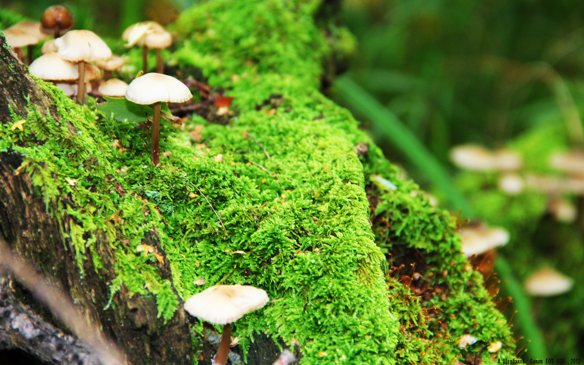 末节狂澜!杜兰特死神镰刀出鞘,广厦跨界鏖战力克热火