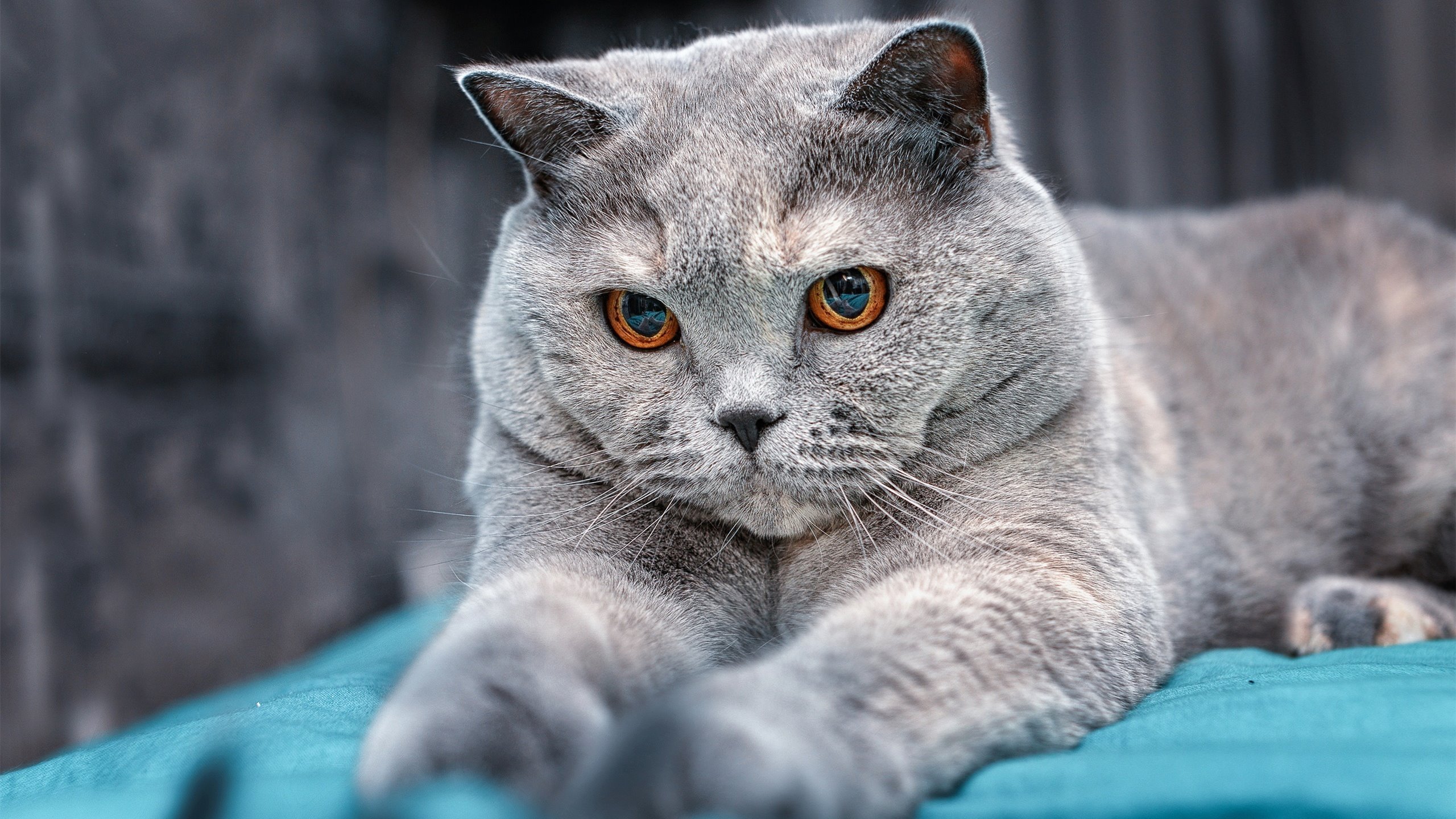 高原雄鹰撕碎非洲雄鹰，玻利维亚用窒息防守让世界杯梦想照进现实