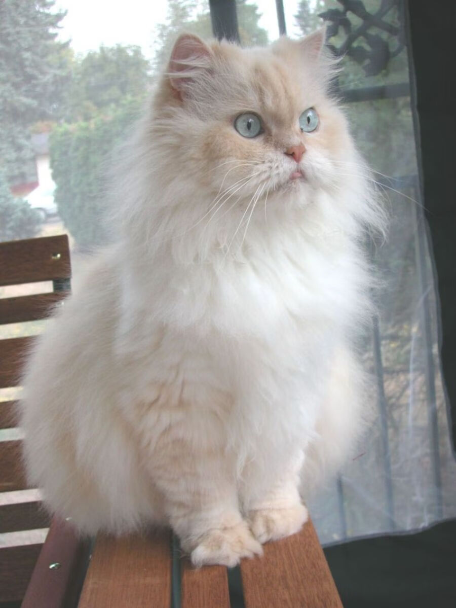 切特关键先生发威，猛龙掀翻尼克斯迎胜利