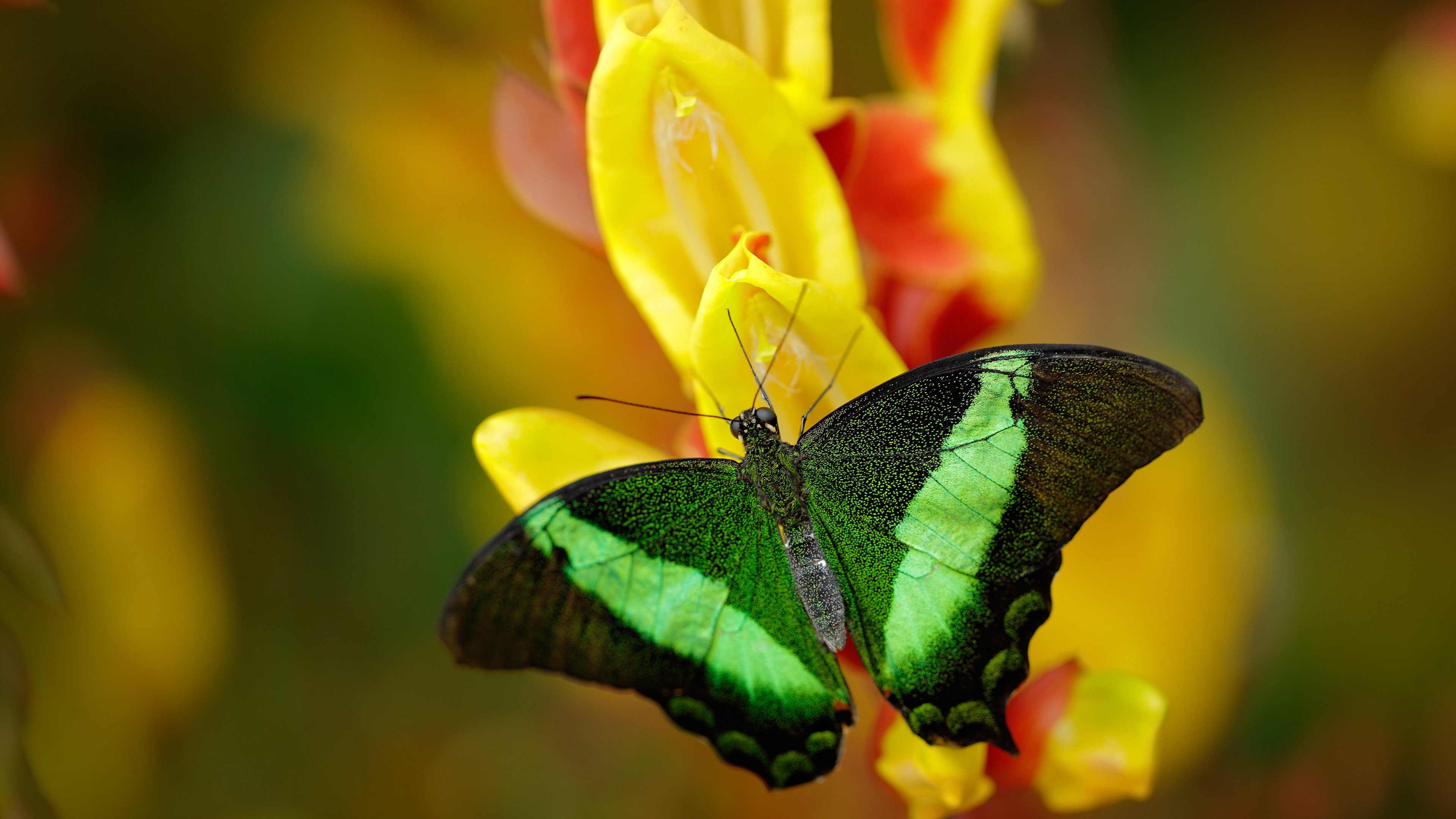 戈麦斯爆发！非洲之光闪耀，突尼斯奇迹之夜淘汰英格兰
