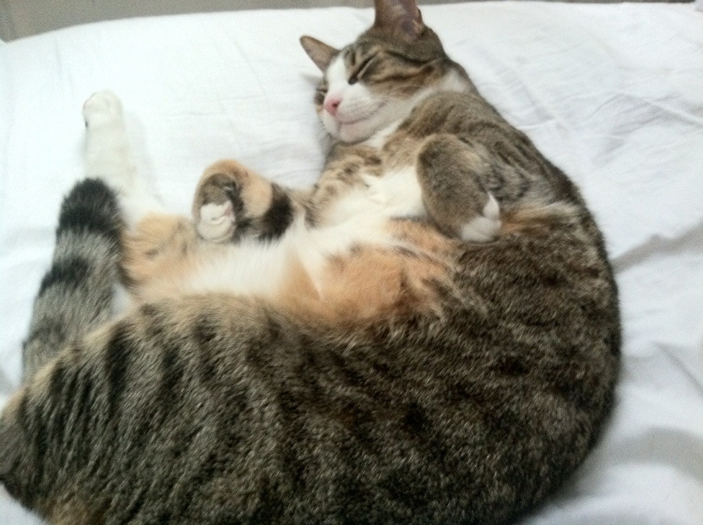 格列兹曼赛后评分拉满,贝蒂斯对阵爱尔兰友谊赛精彩纷呈