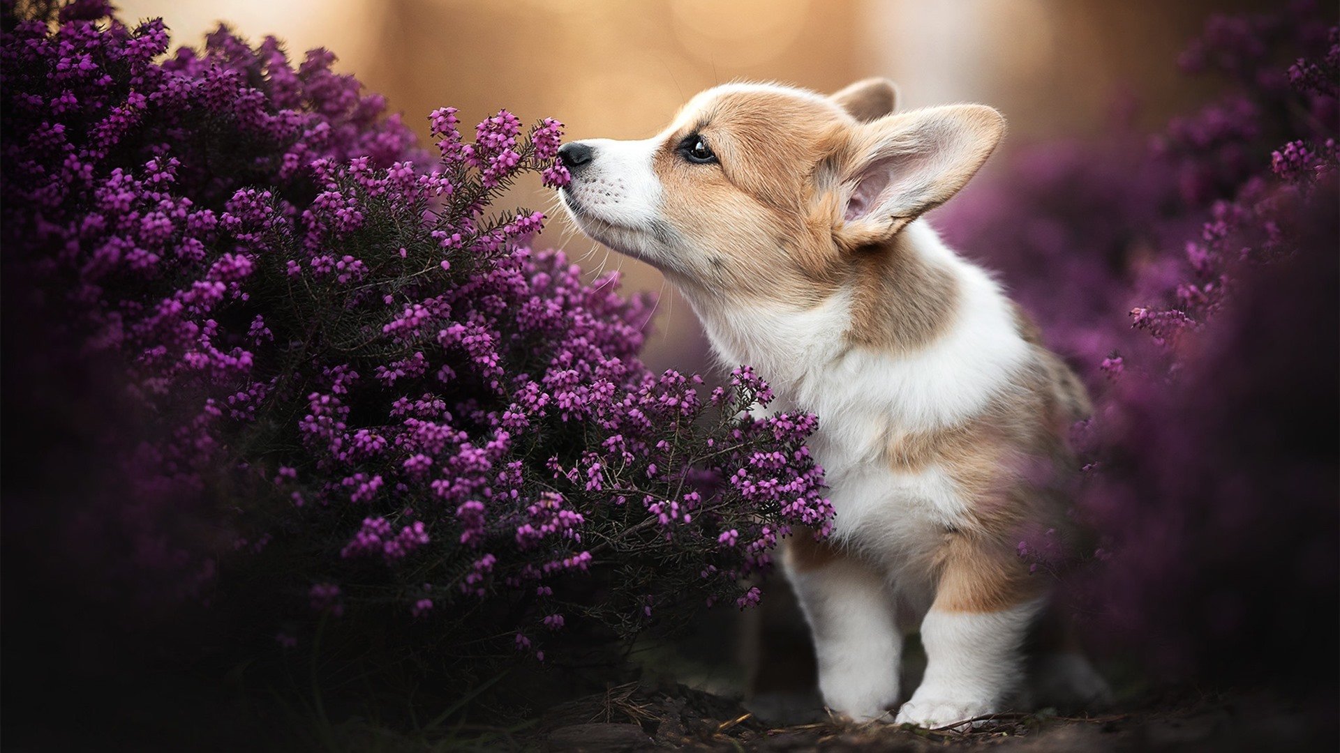 意甲焦点战之夜,卡瓦哈尔关键进球定乾坤,点燃绿茵激情