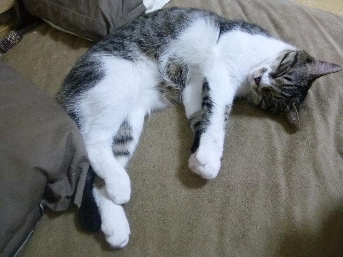 欧冠淘汰赛焦点战，美国元素铸就勒沃库森逆袭过关传奇