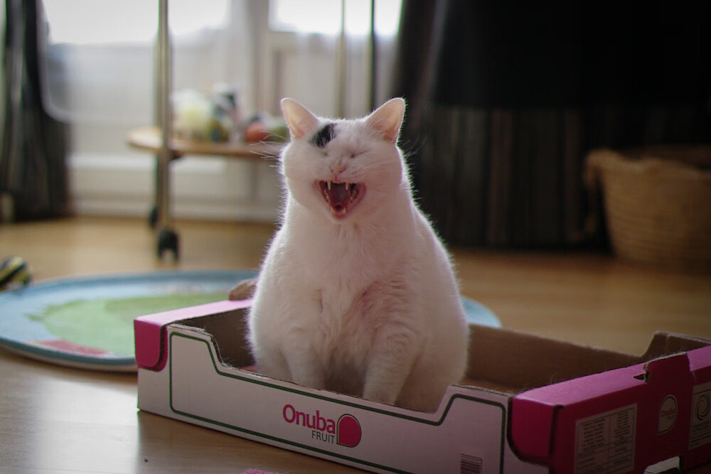 世俱杯时间-防守铁闸保罗锁死对手，活塞团队发力击败灰熊