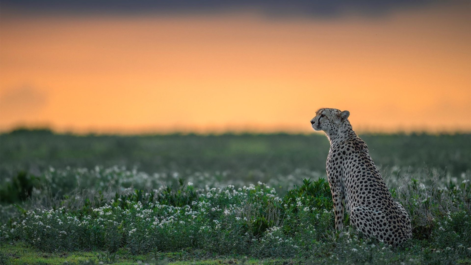 世俱杯奖金-马克西生涯之夜狂飙，活塞队轻松收割深圳队